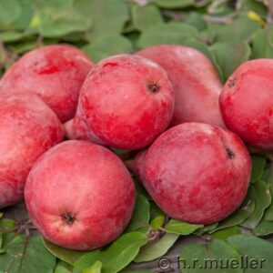 Säulenbirne 'Starkrimson'
